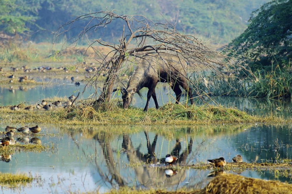 Фотография автора RODRICK RAJIVE LAL