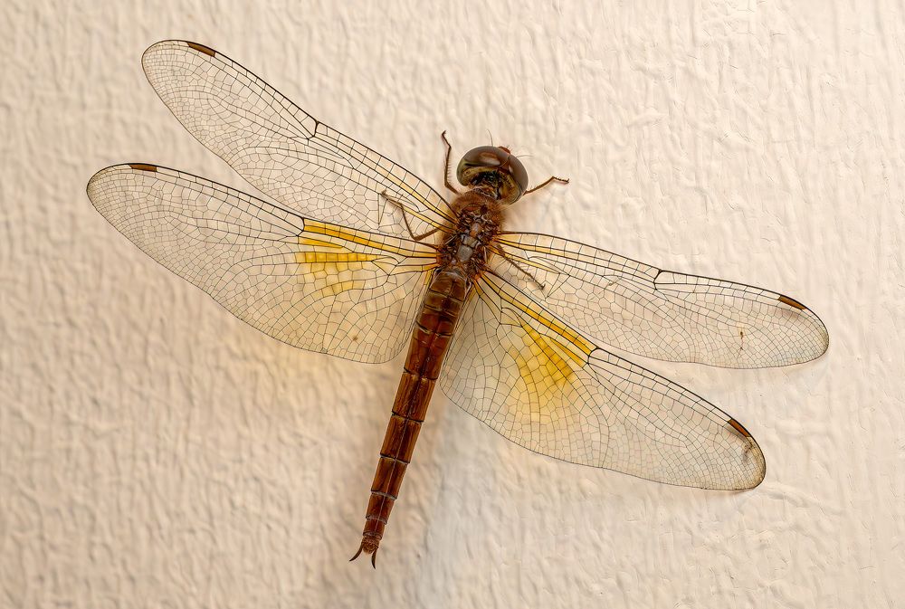 Самка стрекозы Tholymis tillarga