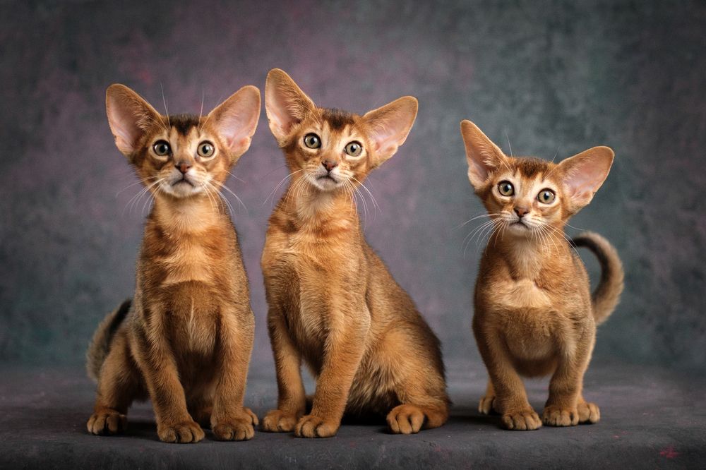 Photograph by Dina Damotseva