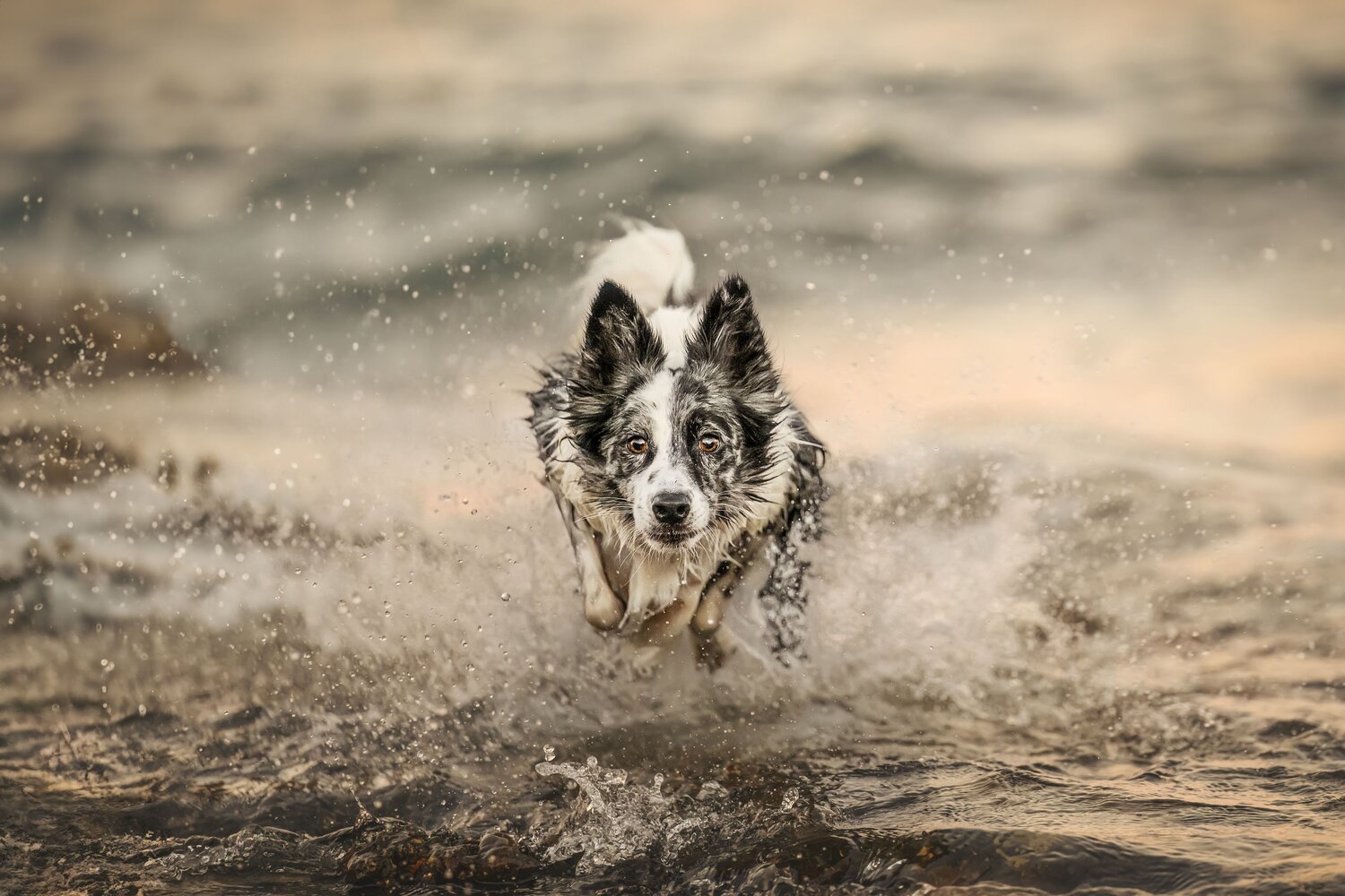 Photo #11567167