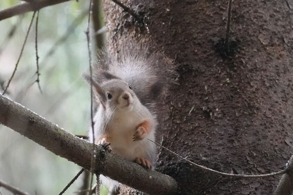 Photograph by Алексей Курносов