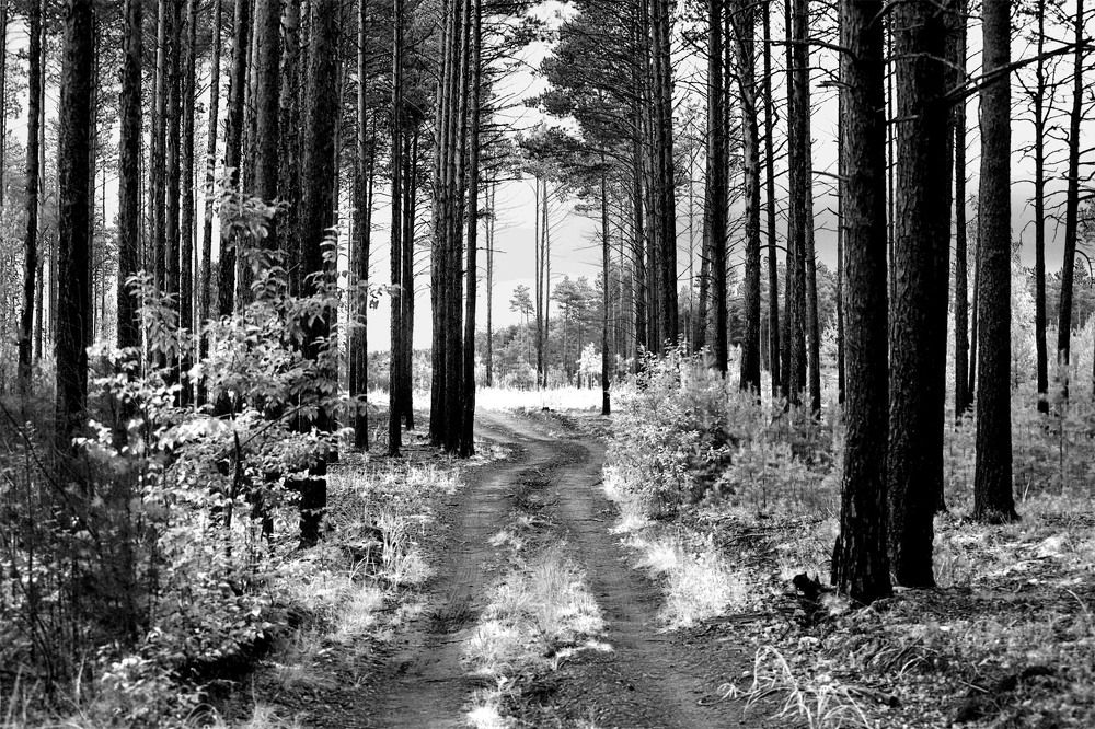 Photograph by Пушкин Сергей