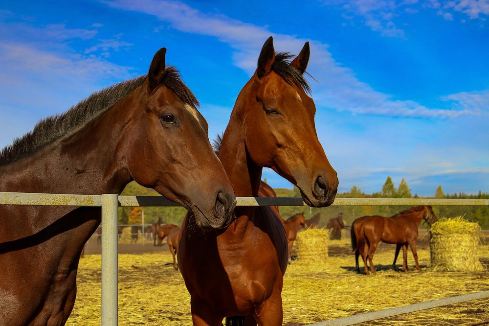 Photograph by Елена Рудкевич