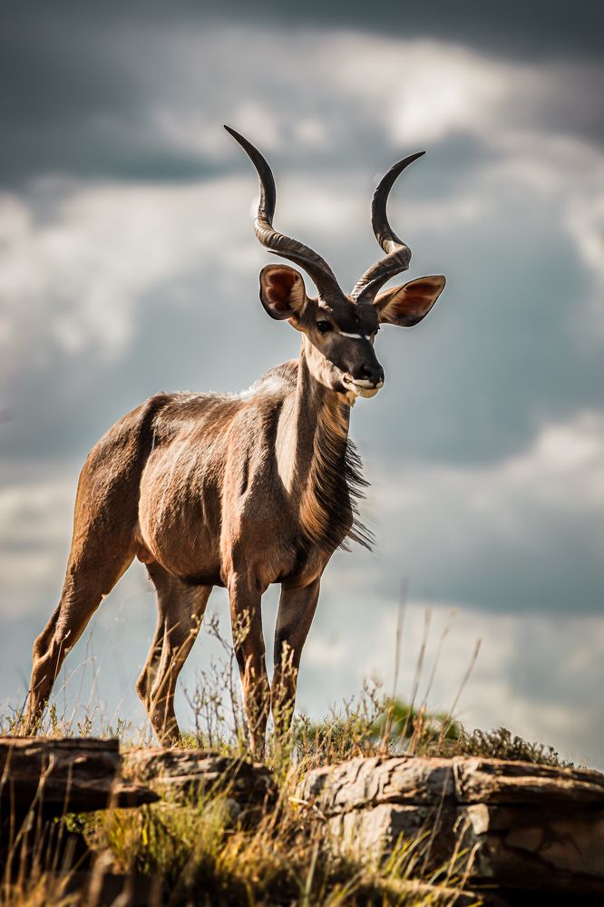 Photograph by Johann Leonard