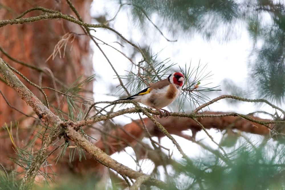 Photograph by Алексей Курносов