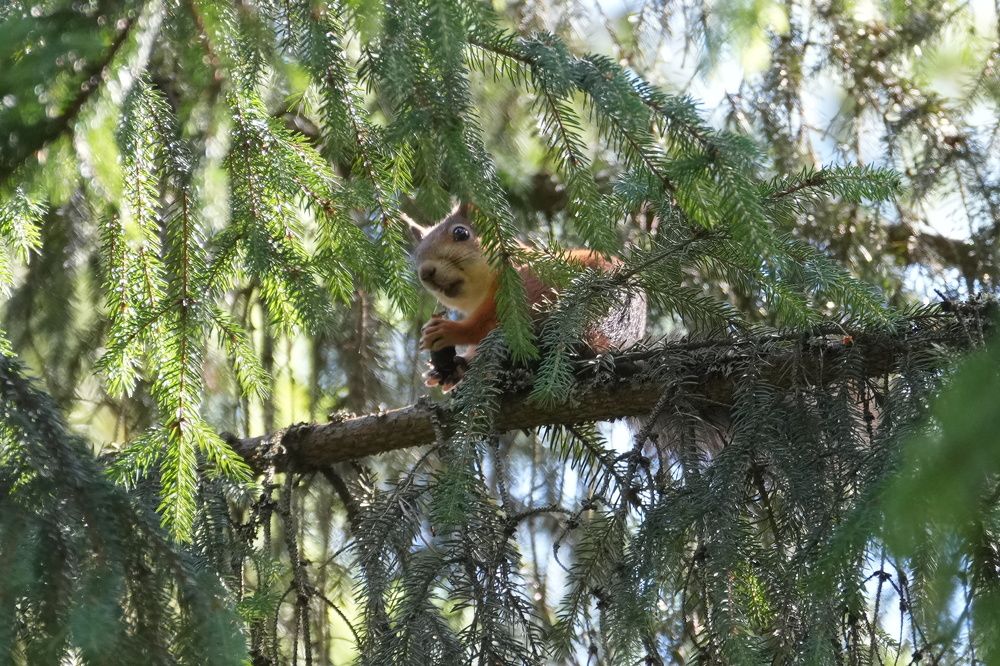 Photograph by Алексей Курносов