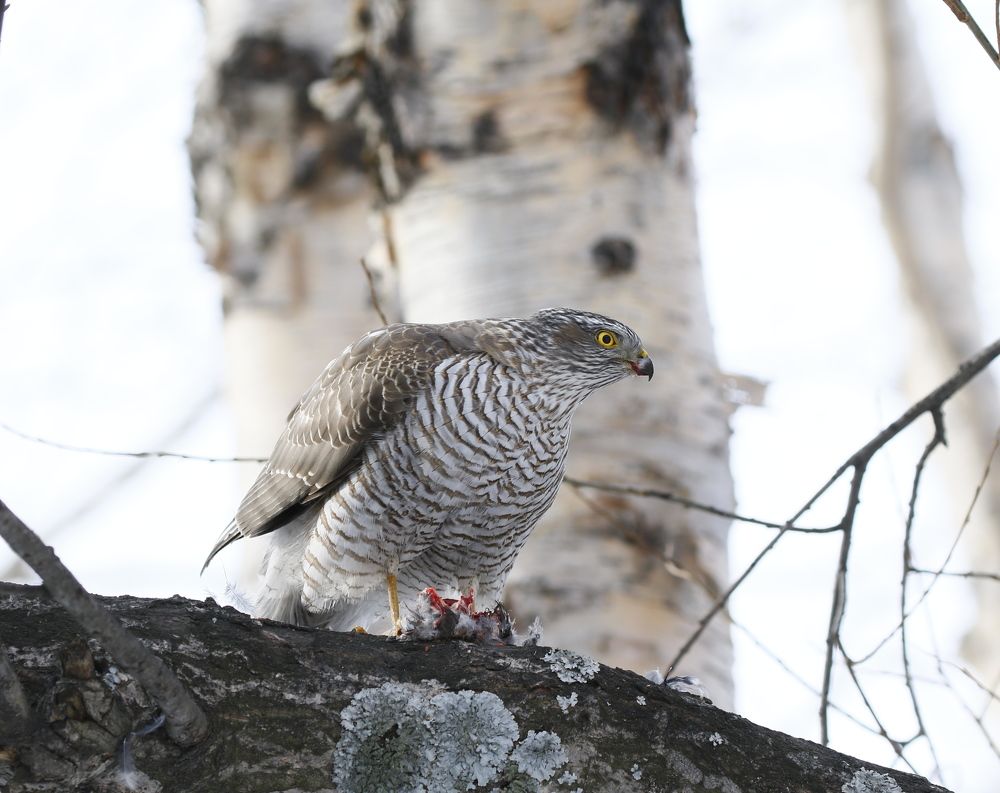 Photograph by Наталья Турчик