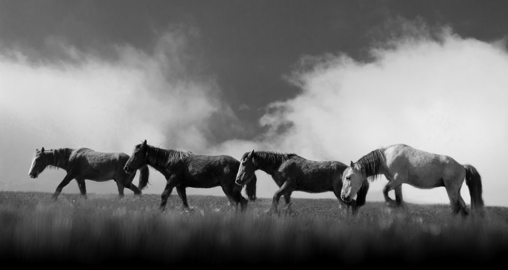 Photograph by Alireza Masoumy