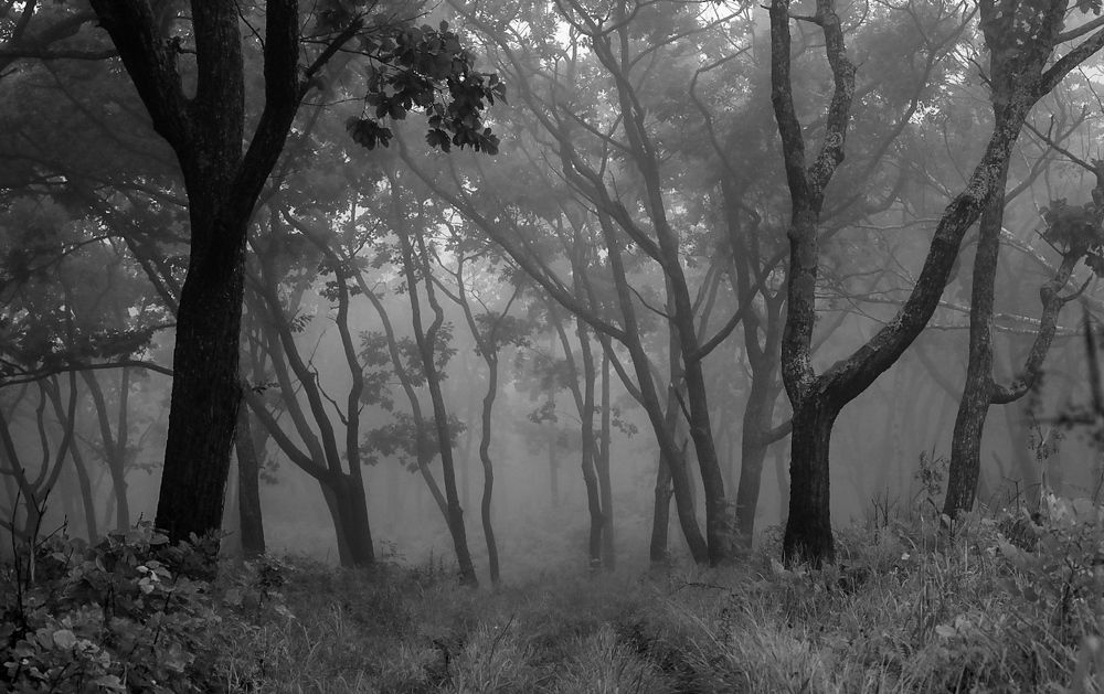 Photograph by Наталья Струц