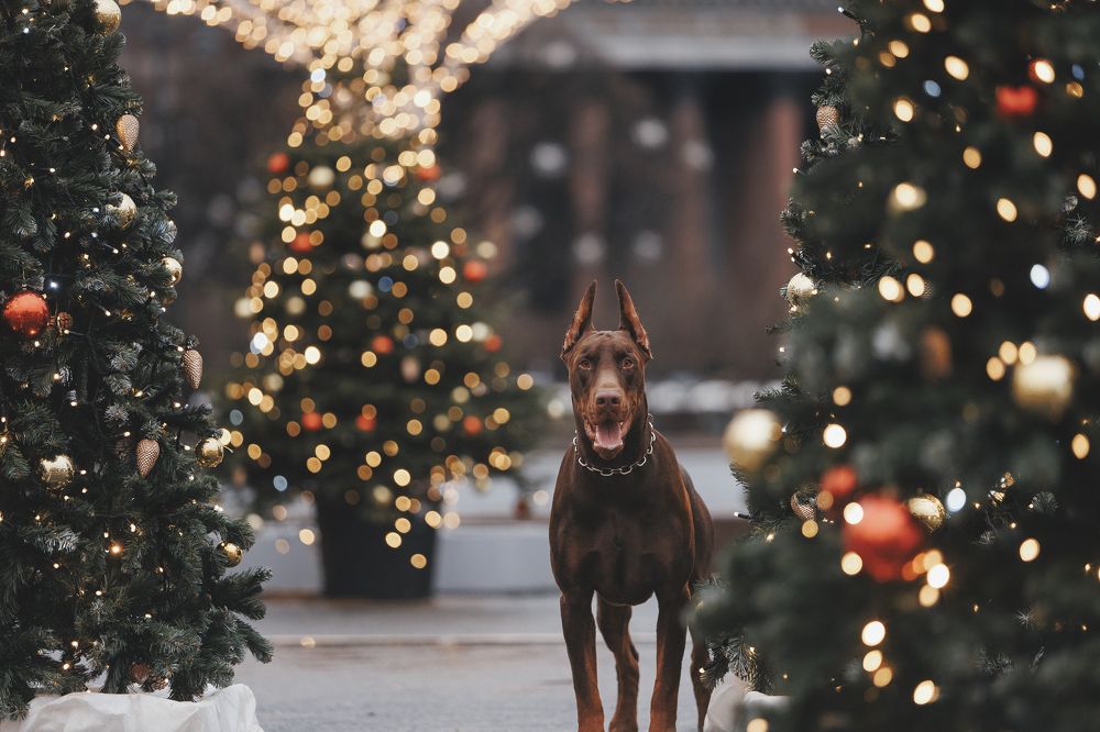 Photograph by Мария Клещенко