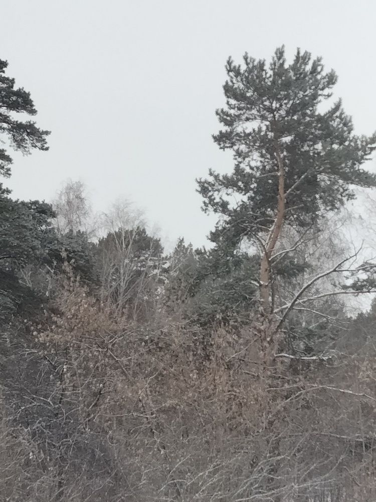 Photo #11568376