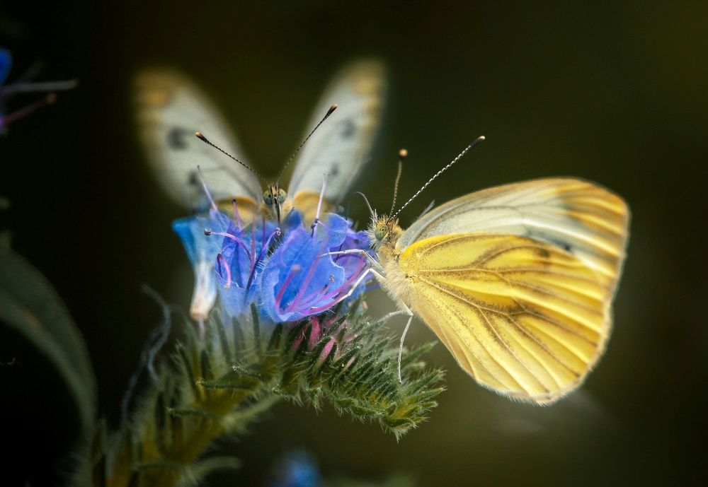 Photograph by Элина Абакумова