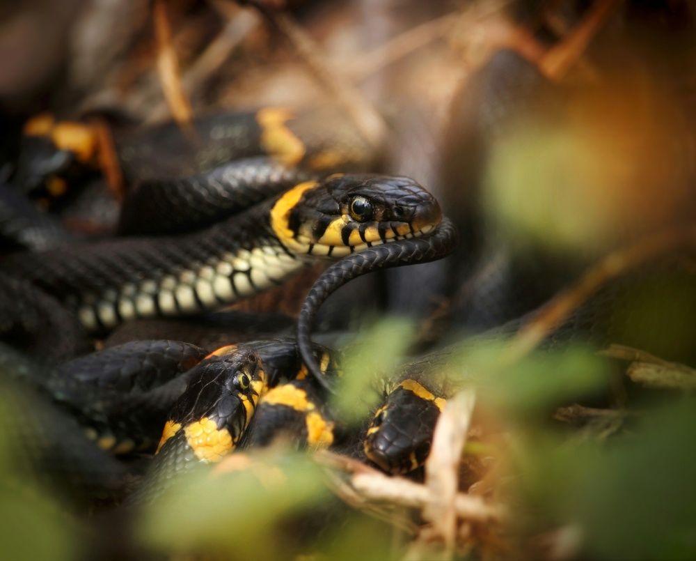 Photograph by Элина Абакумова