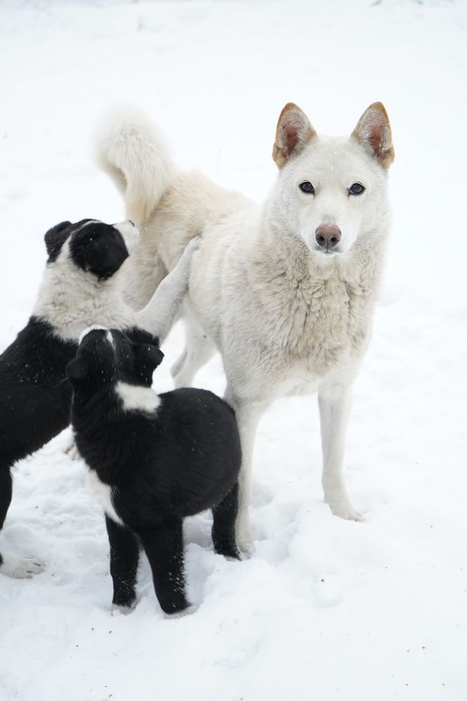 Photograph by Любовь Лунина