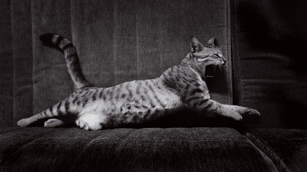 Photo #11568637