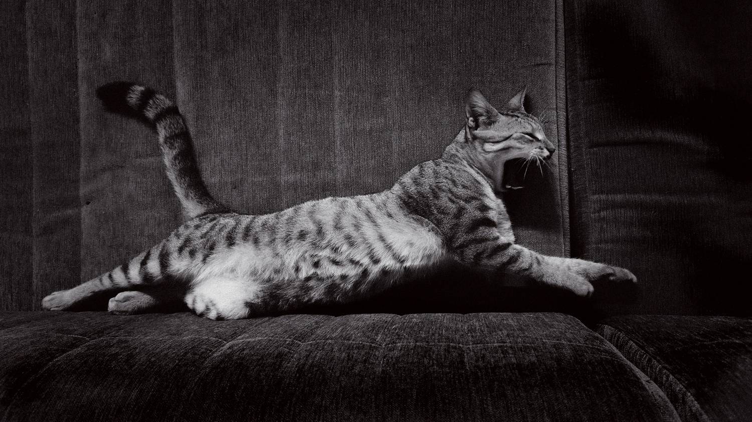 Photo #11568637