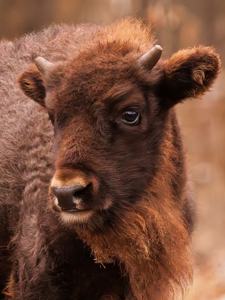 Photograph by Daria Basova