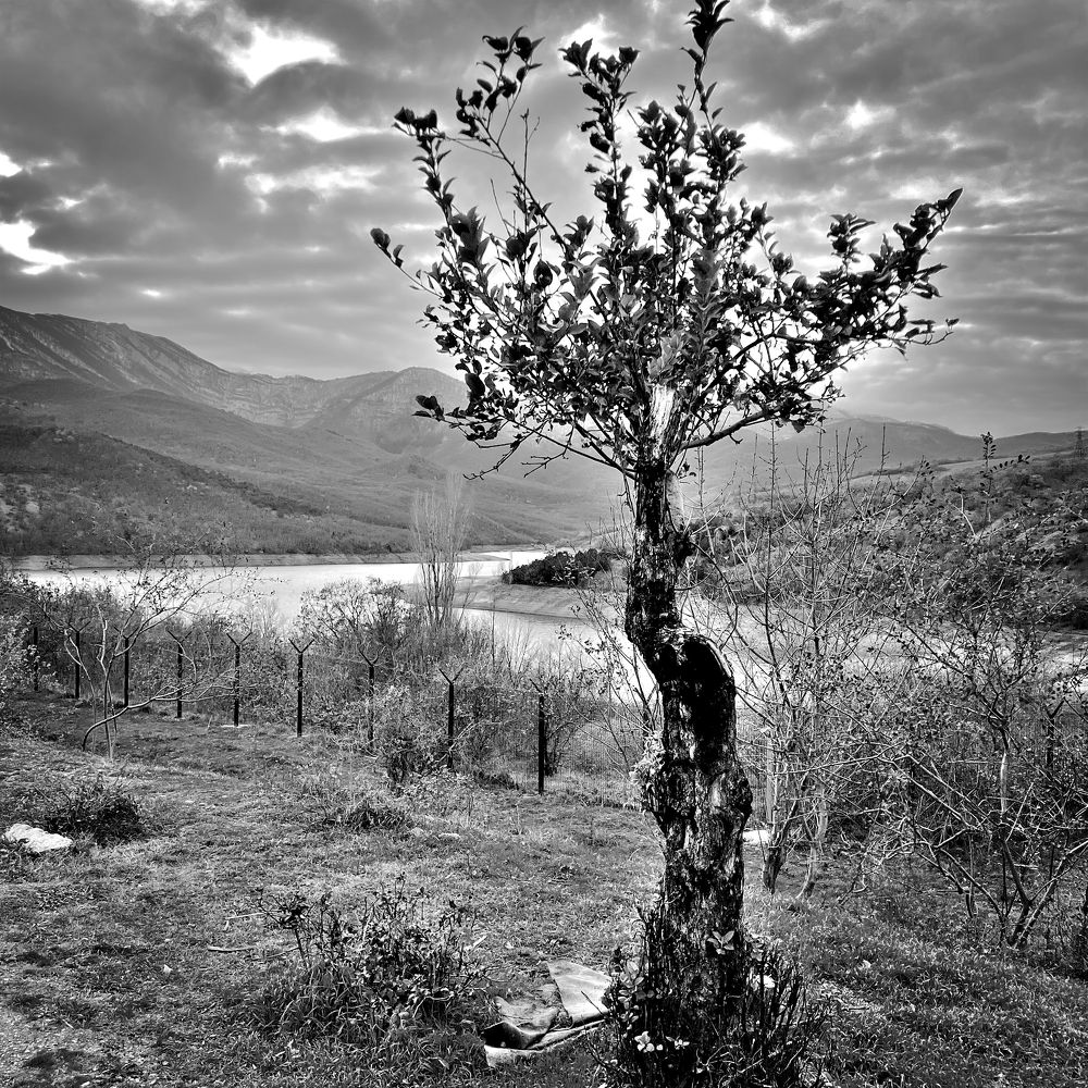 Photograph by роман таргоний