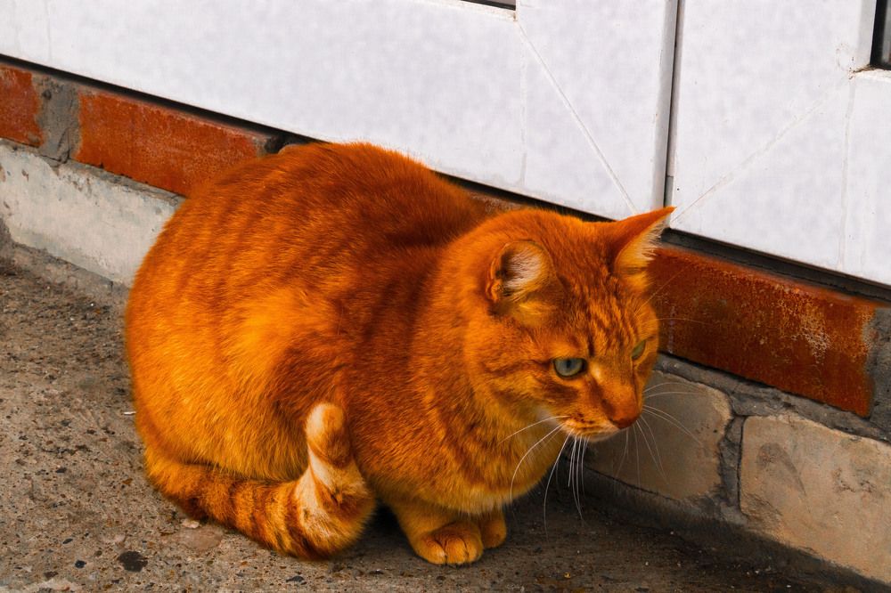 Фотография автора Екатерина