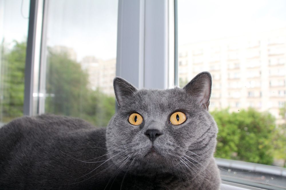 Фотография автора Екатерина