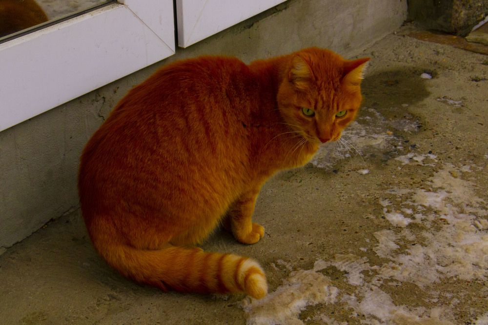 Фотография автора Екатерина