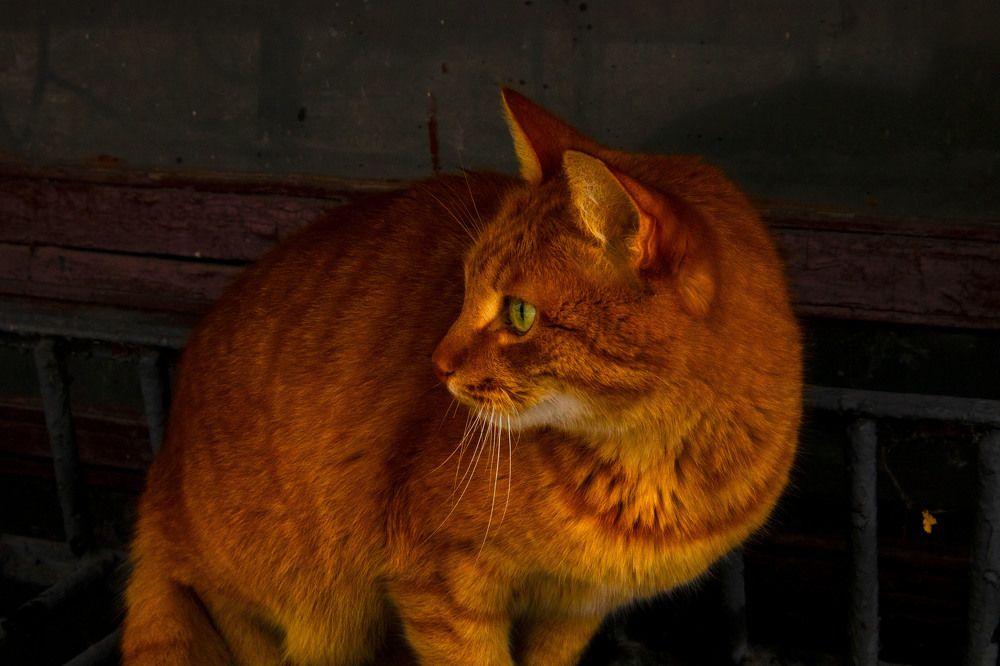 Фотография автора Екатерина