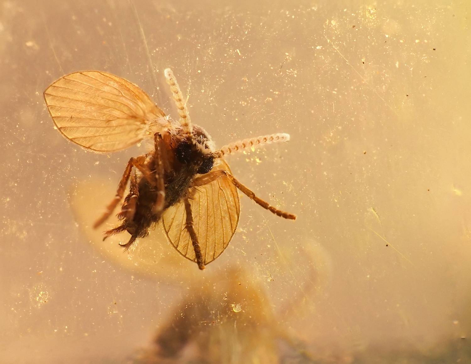 Psychodidae on mirror