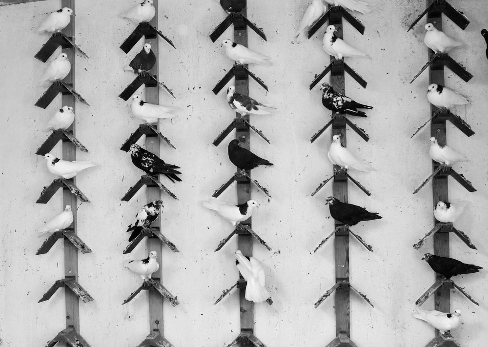 Photograph by роман таргоний