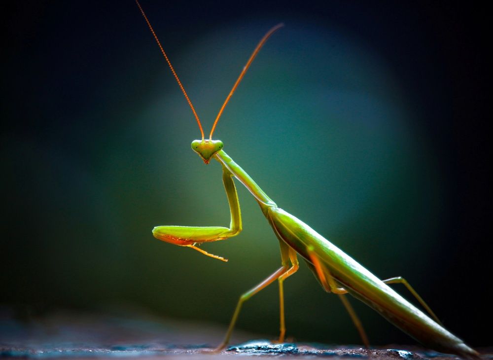 Photograph by Элина Абакумова