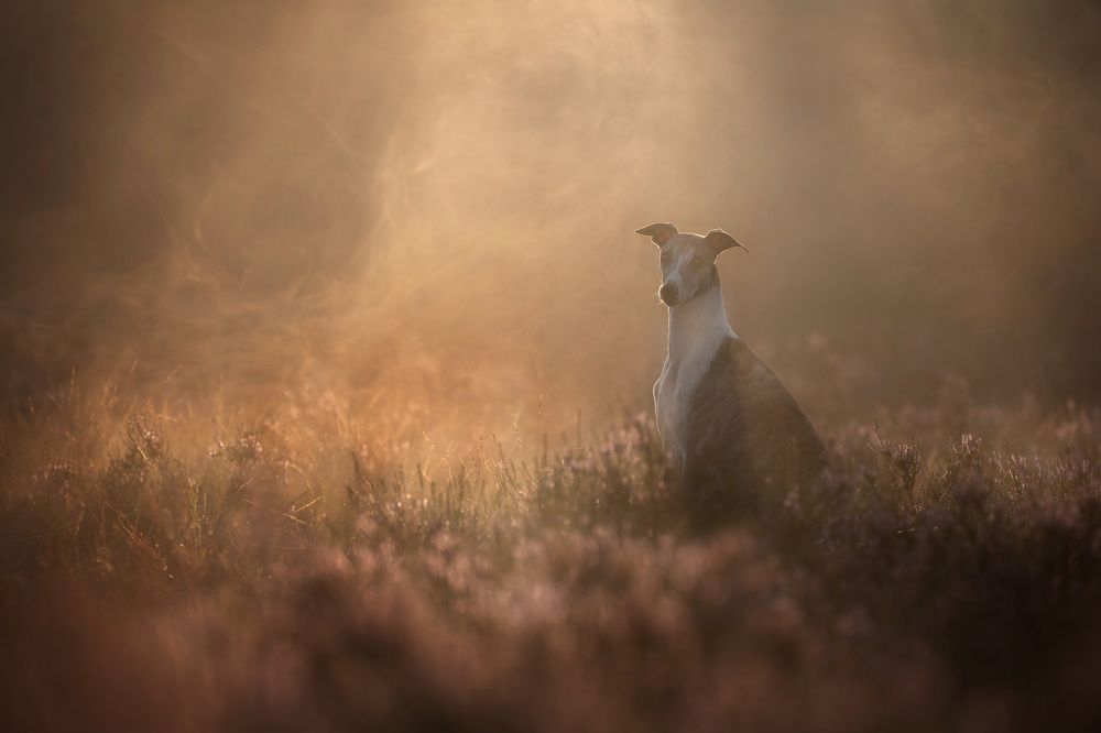 Фотография автора Елена Якусева