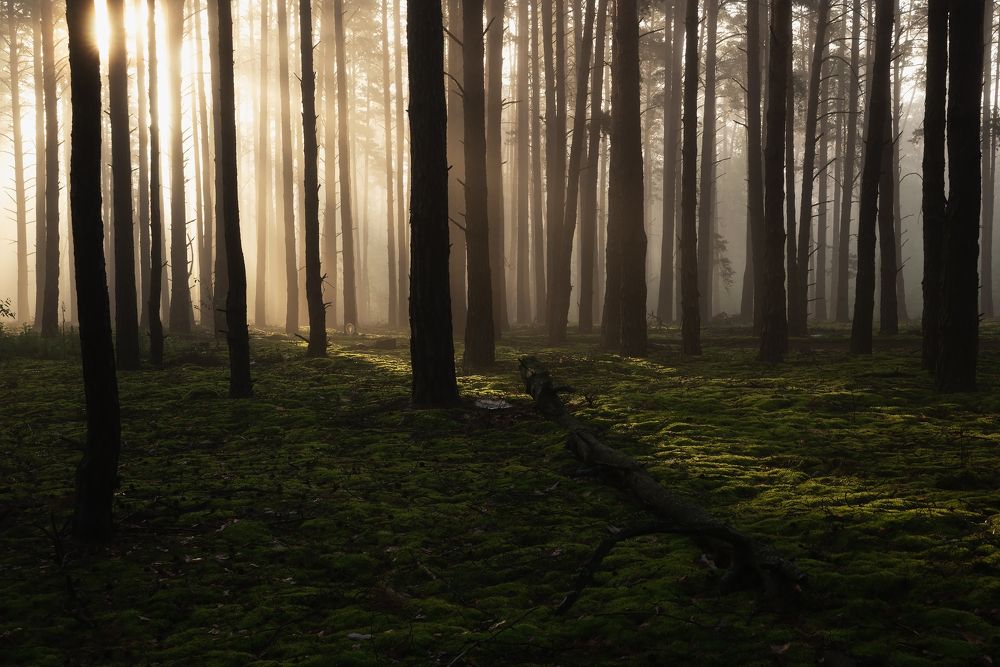 Пробивается солнце
