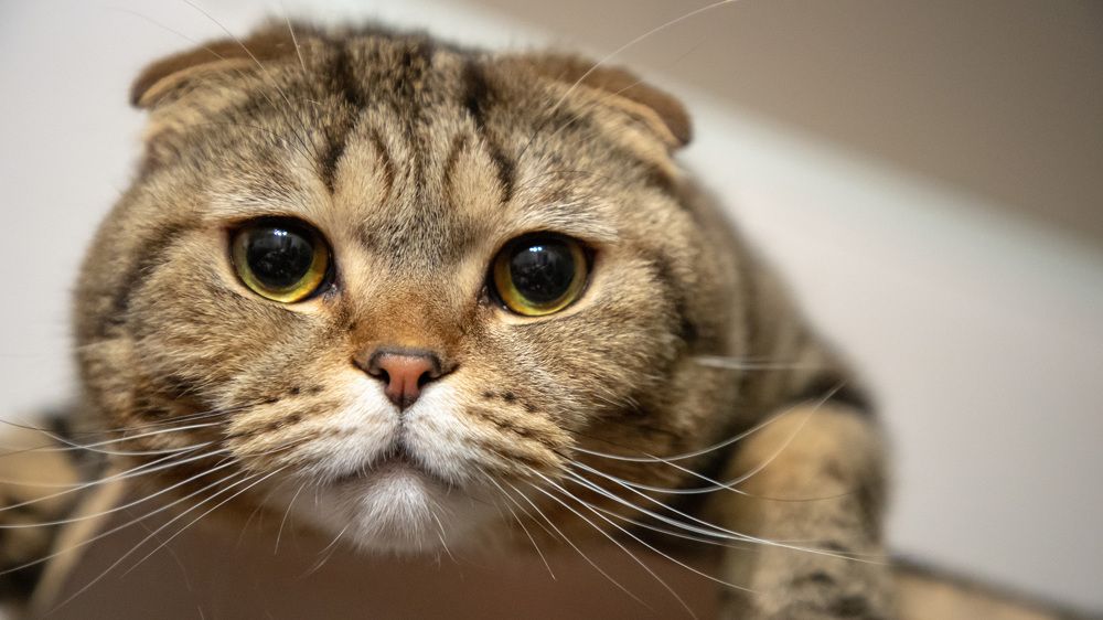 Фотография автора Ruslan Badykov