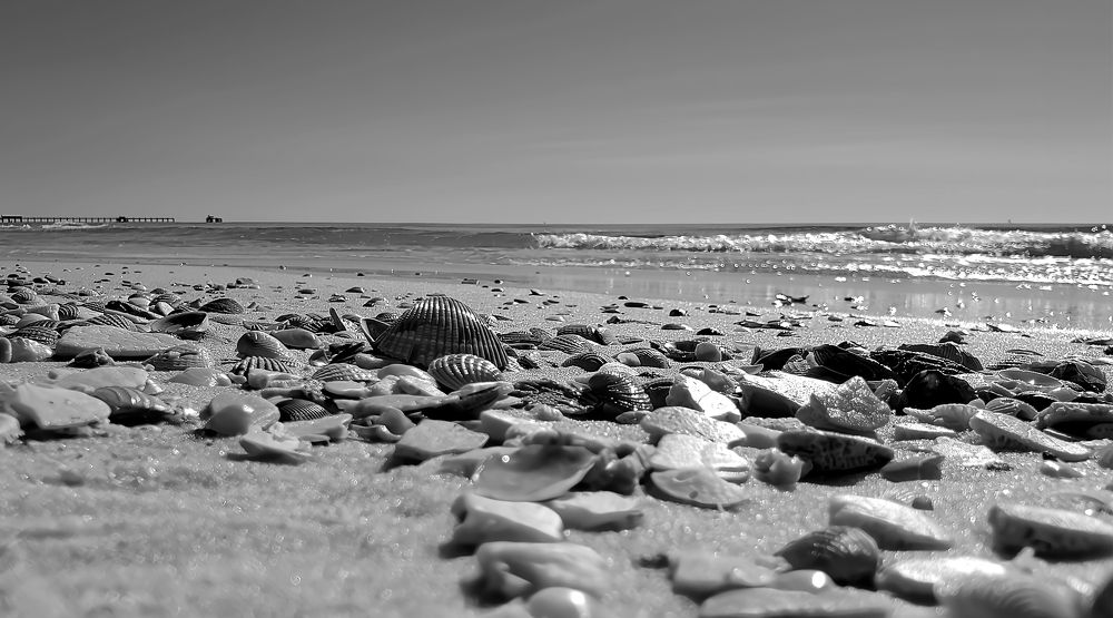 Assortment of Seashells