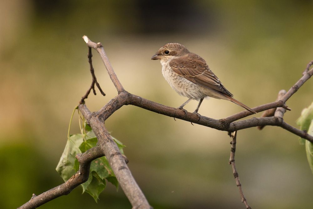 Photograph by Мария Долбич