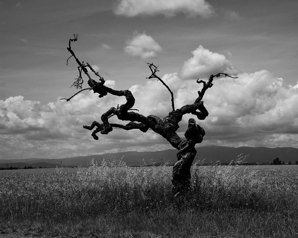 Photograph by Marina Odintsova