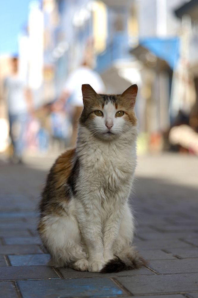 Фотография автора Леонид Голубков