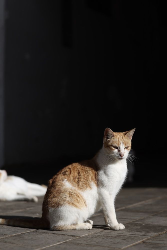 Кошки города Эссуэйра