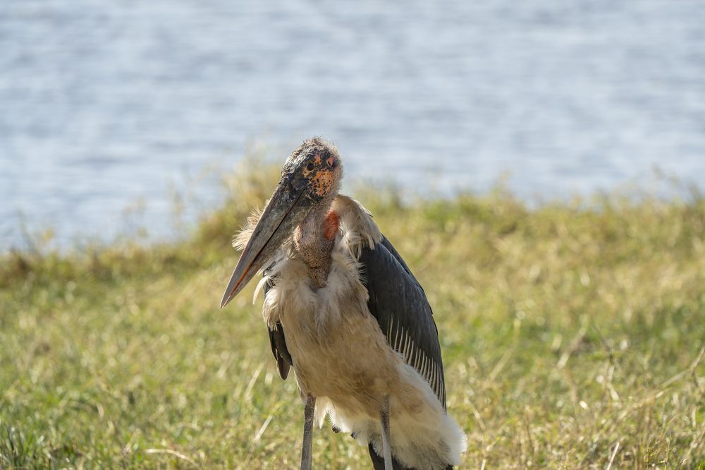 Photograph by Нодари Тваури