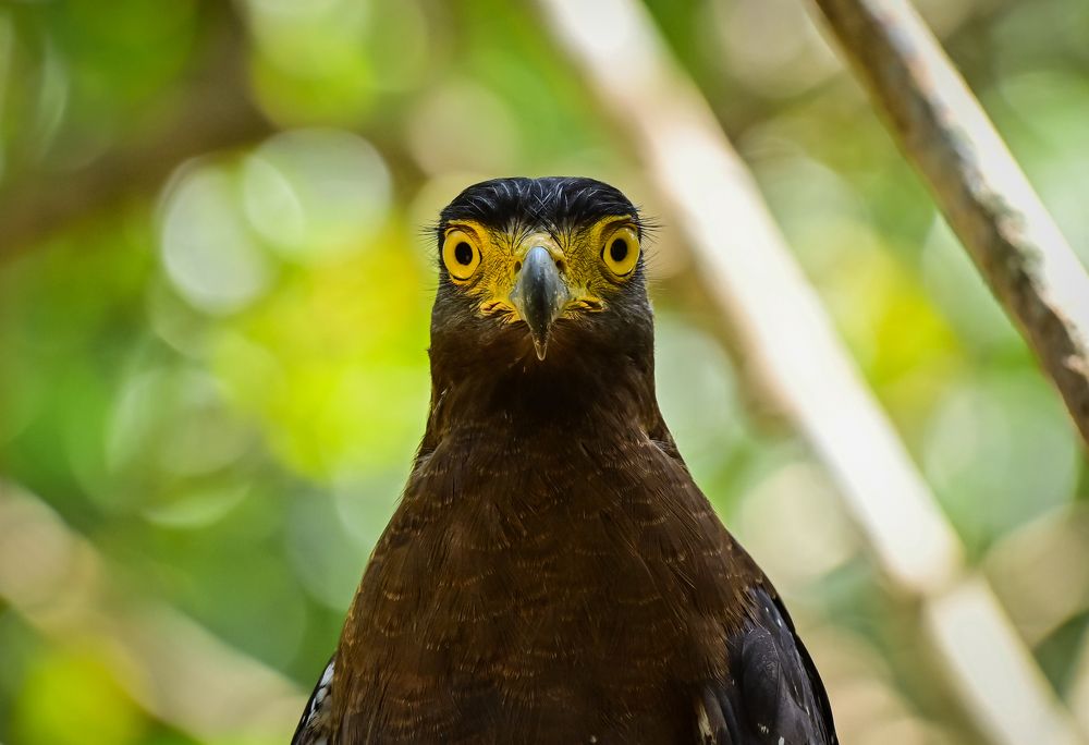 Photograph by nimalan subramaniam