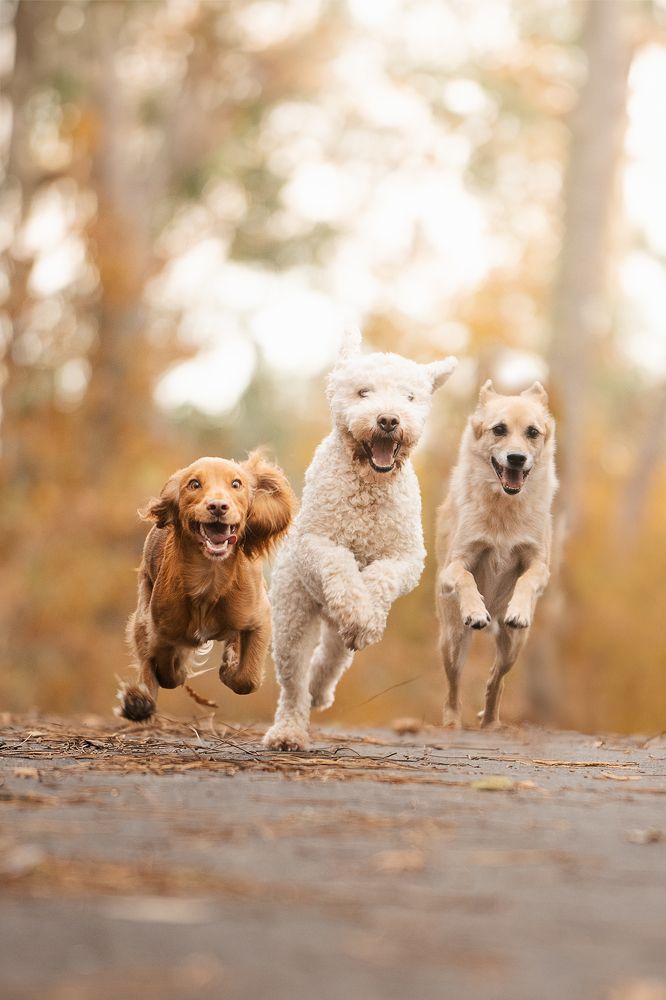 Photograph by Noa Táboas