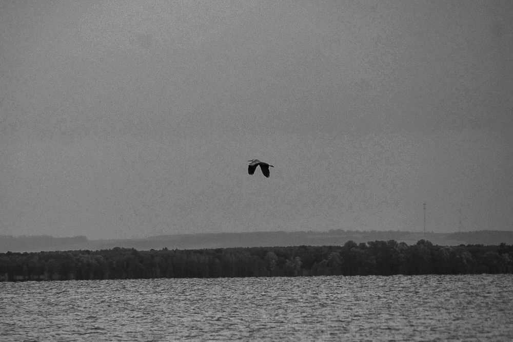 Photograph by Elvira