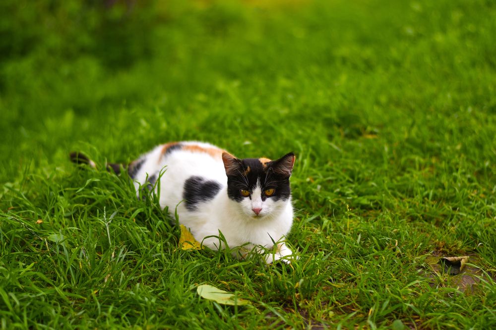 Photograph by Elvira