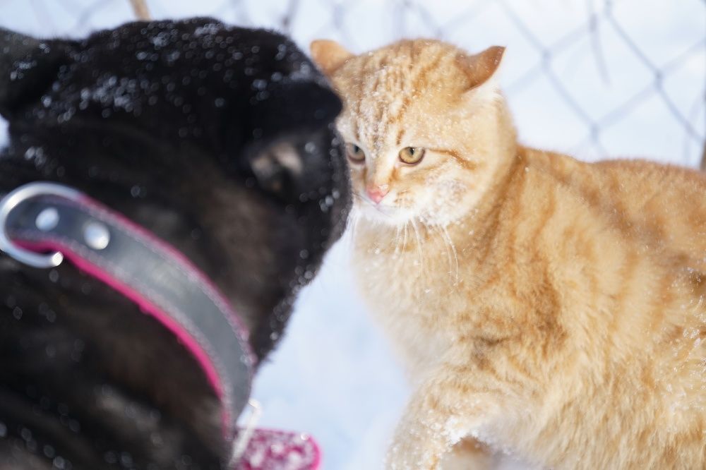 Photograph by Алексей Курносов