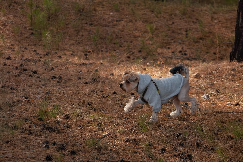 Фотография автора Виктория Астахова