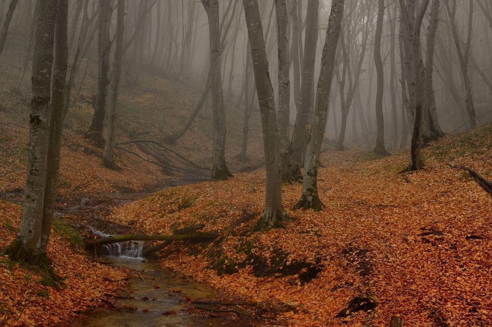 Туманное утро