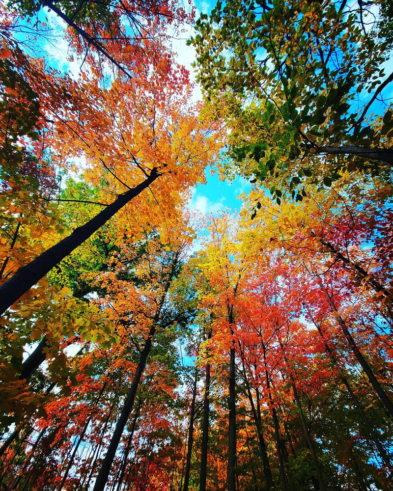 Various shades of autumn vibes