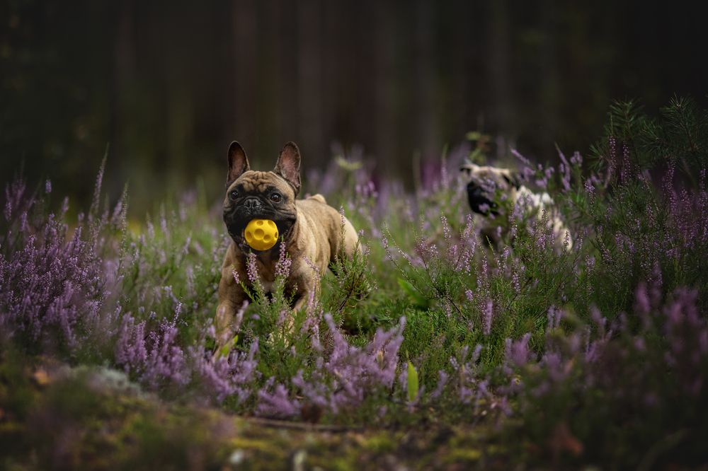 Photograph by Самусенкова Елена