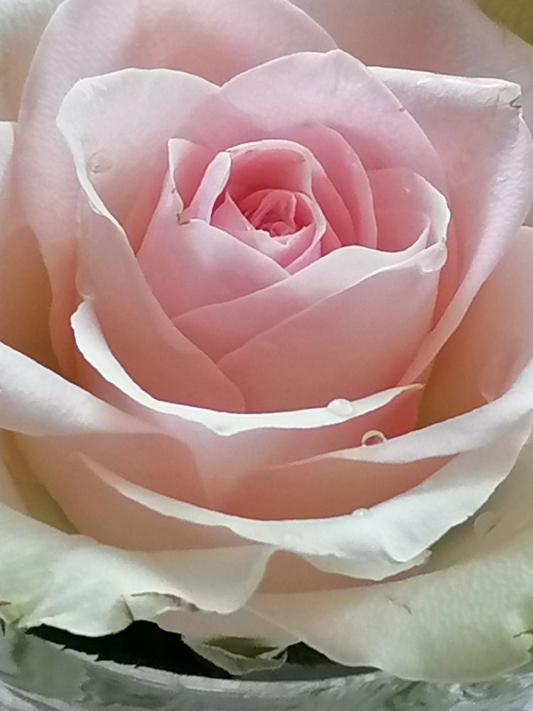 Розовая нежность