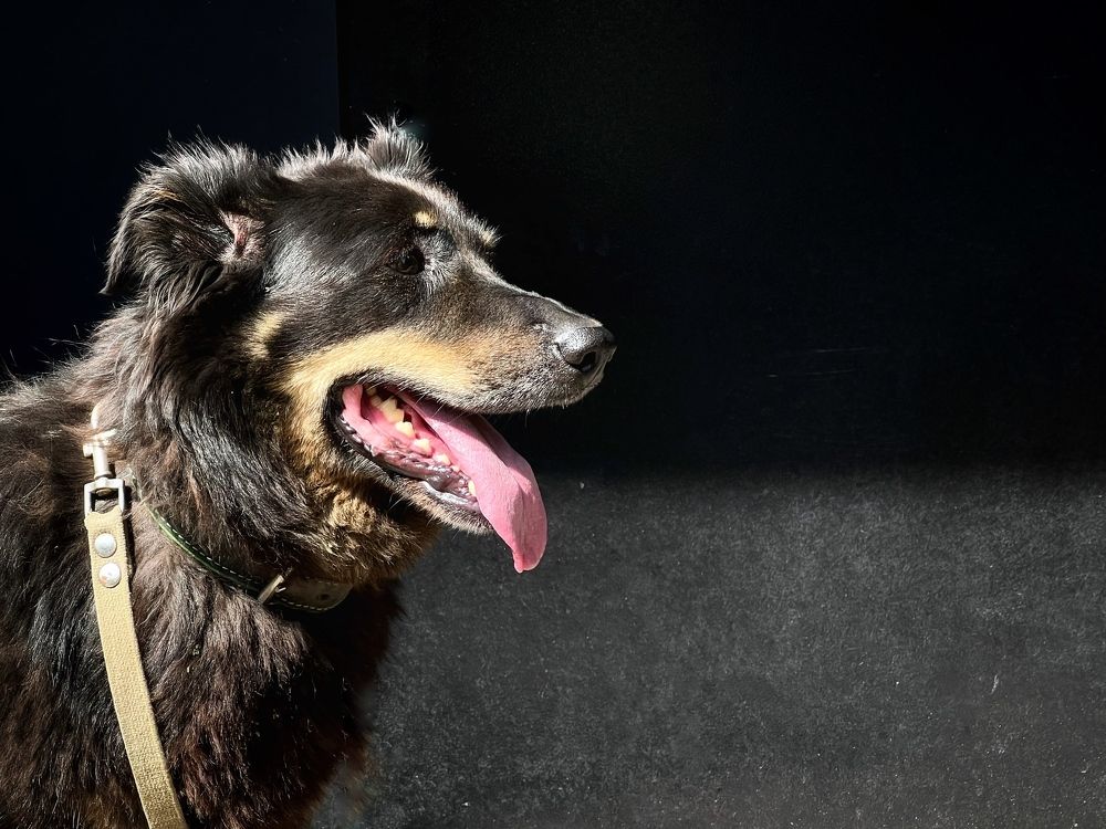 Photograph by Елена Брижеватая