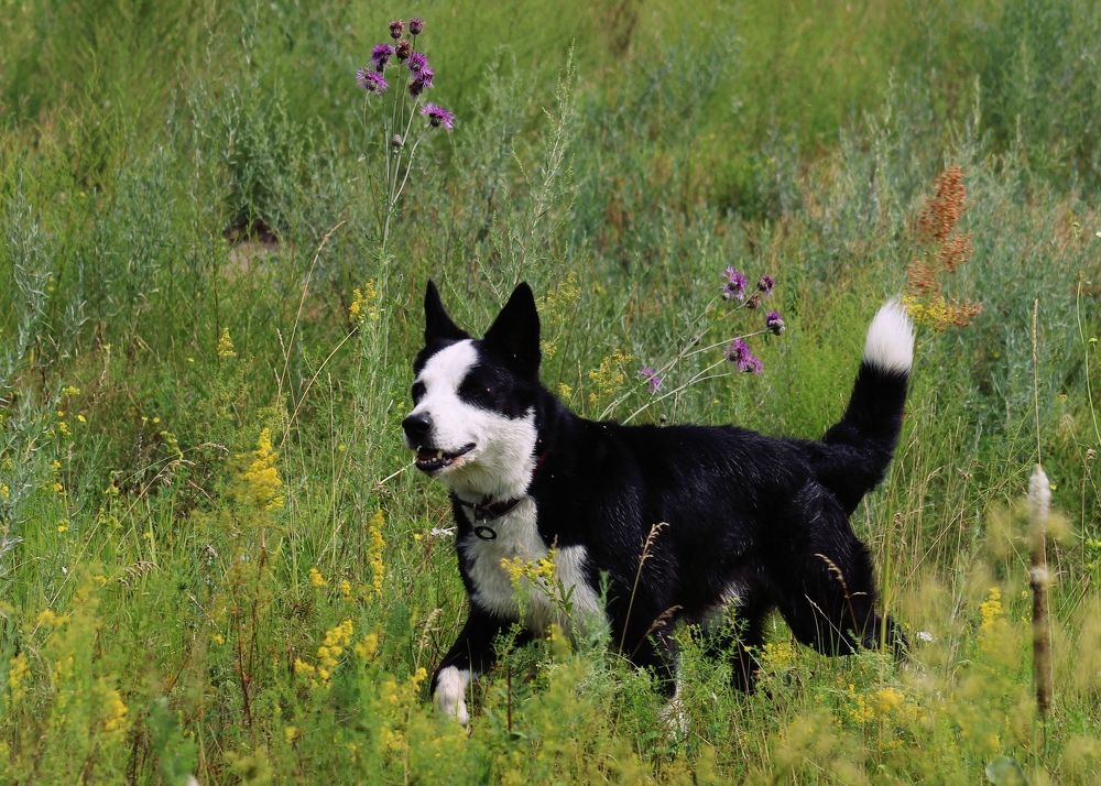 По поляночке.